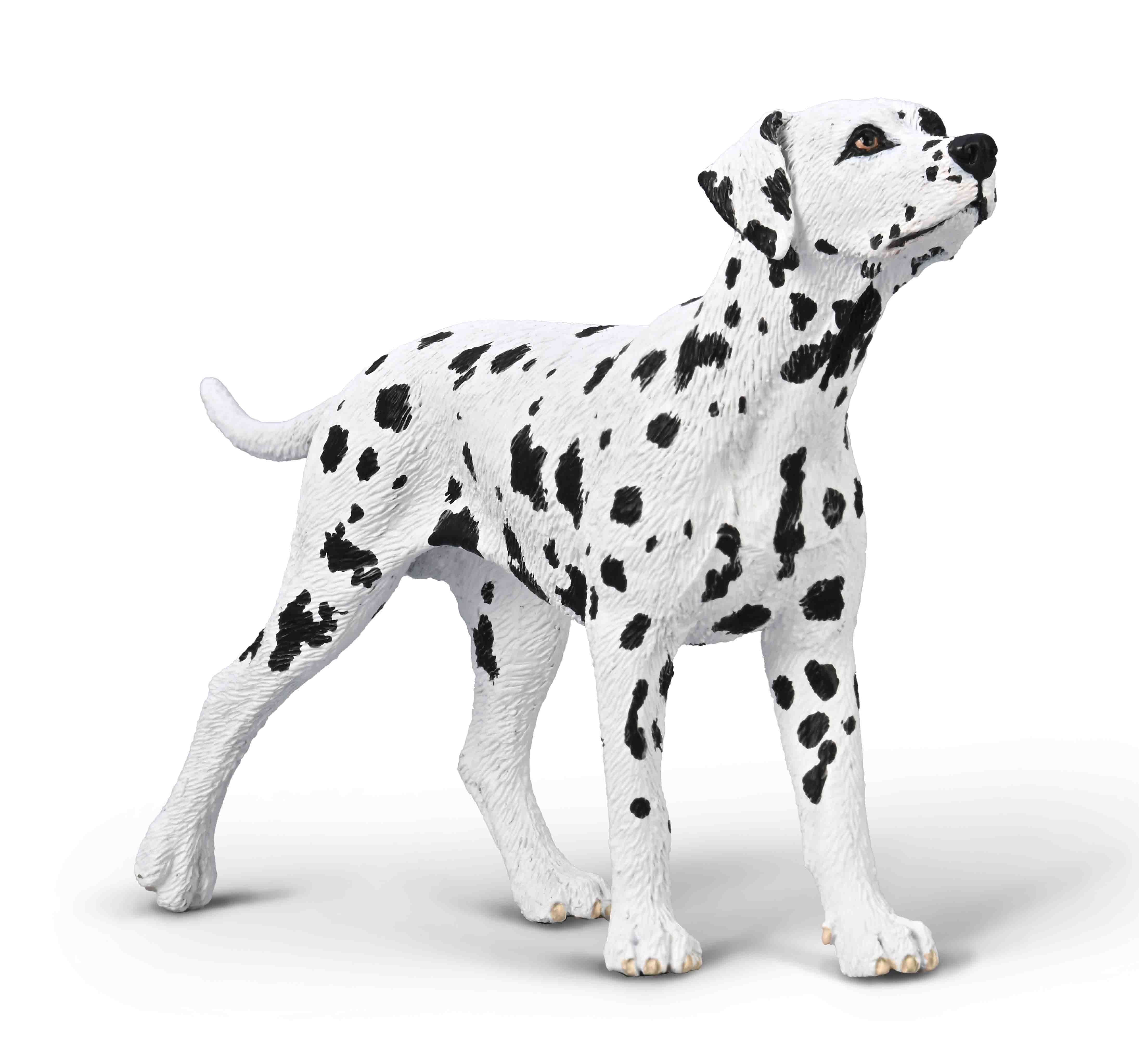 Dalmatian