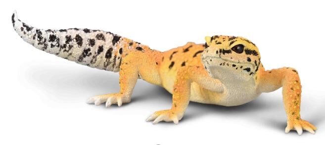 Leopard Gecko