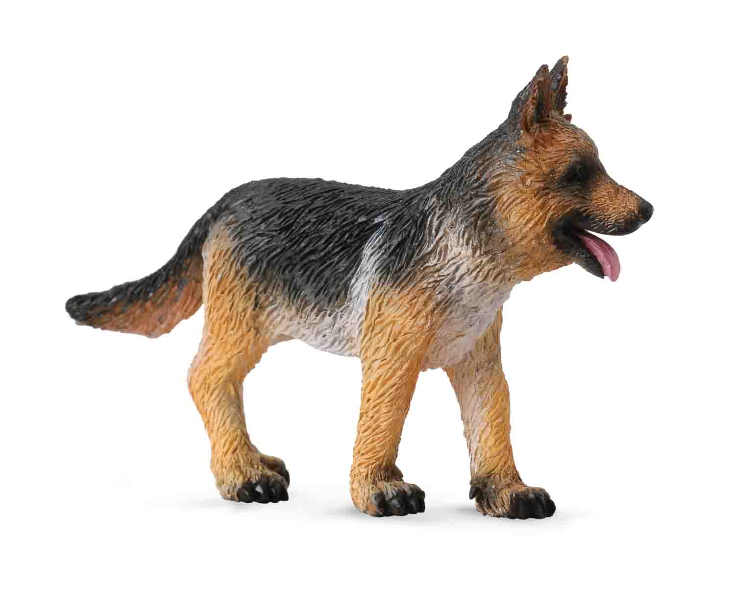 German Shepard Puppy