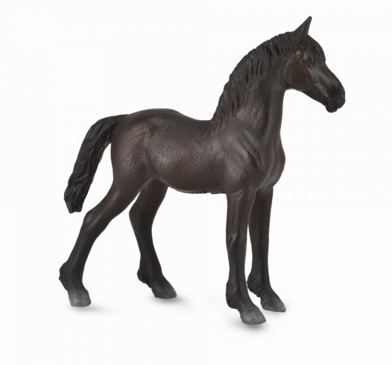 Friesian Foal Black