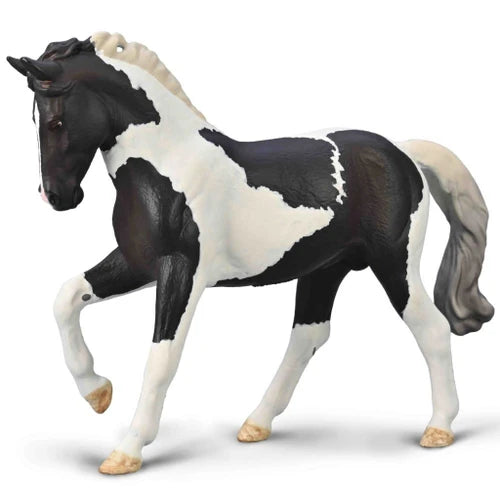 Warmbolld Stallion - Black Tobiano