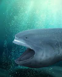 Megamouth Shark