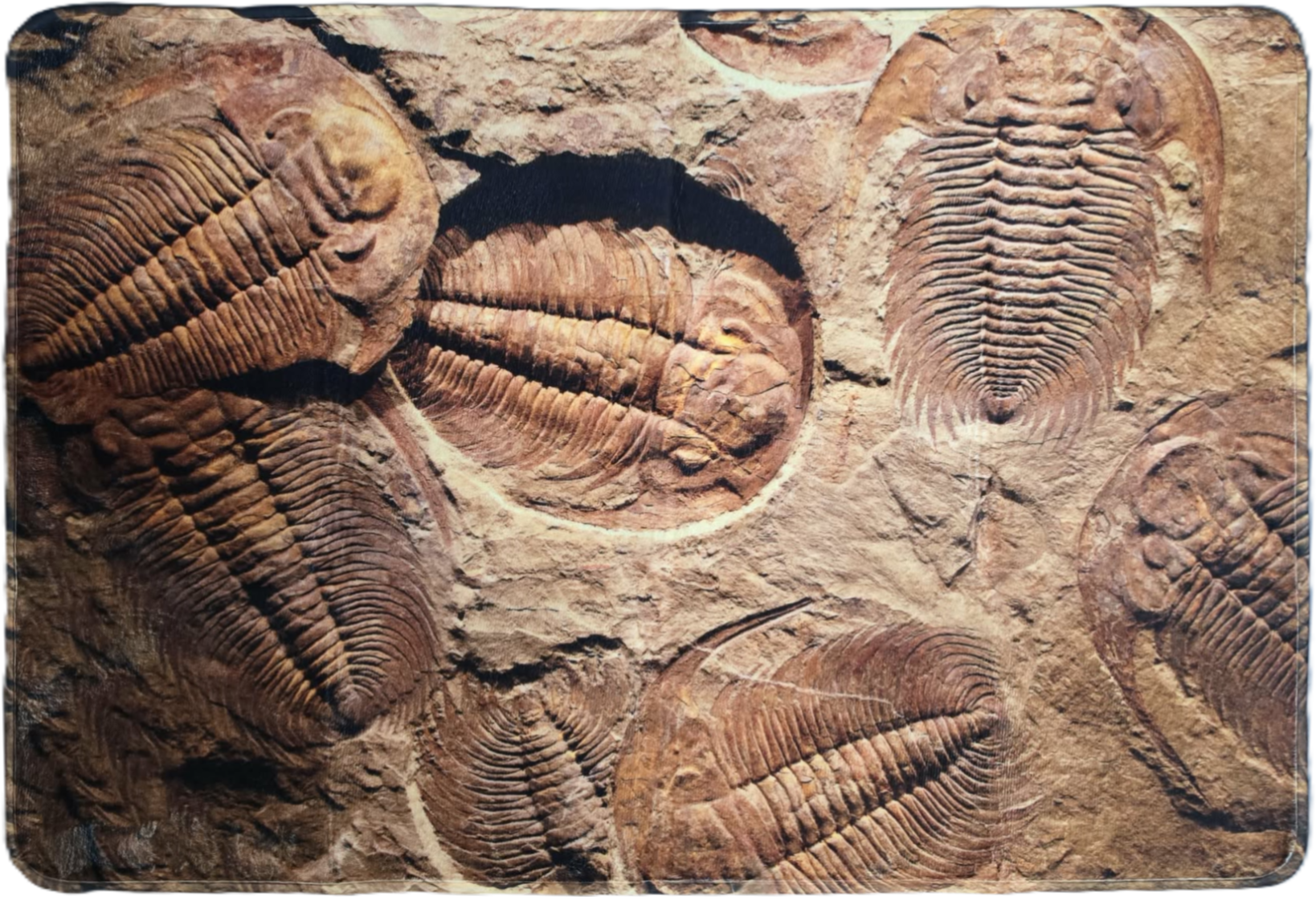 Polyester Area Rug - Trilobites - 120cm x 80cm