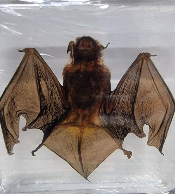 Bamboo Bat In Resin - Wings Tucked