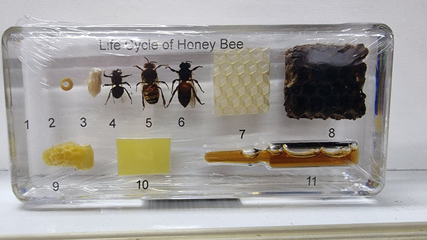 Life Cycle Of A Honey Bee In Resin