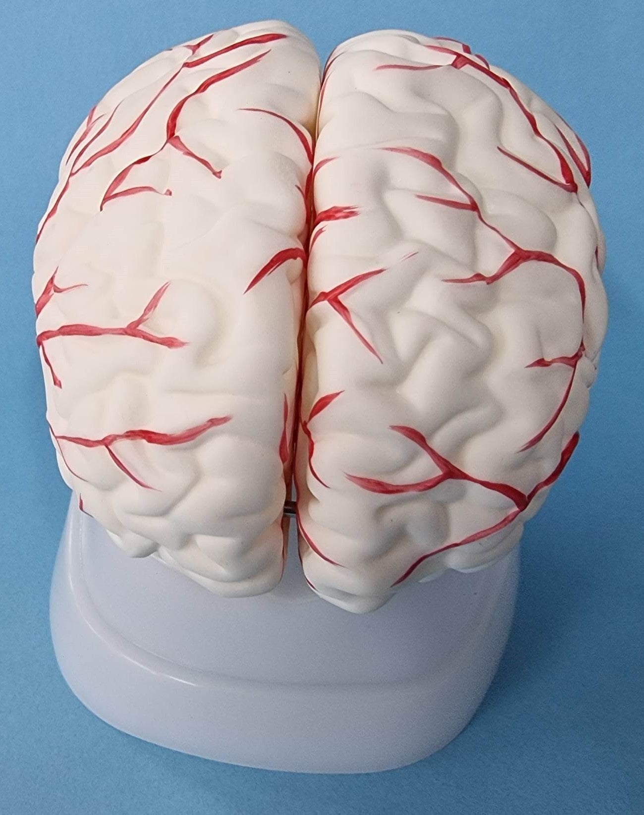 Human Brain Model with Arteries