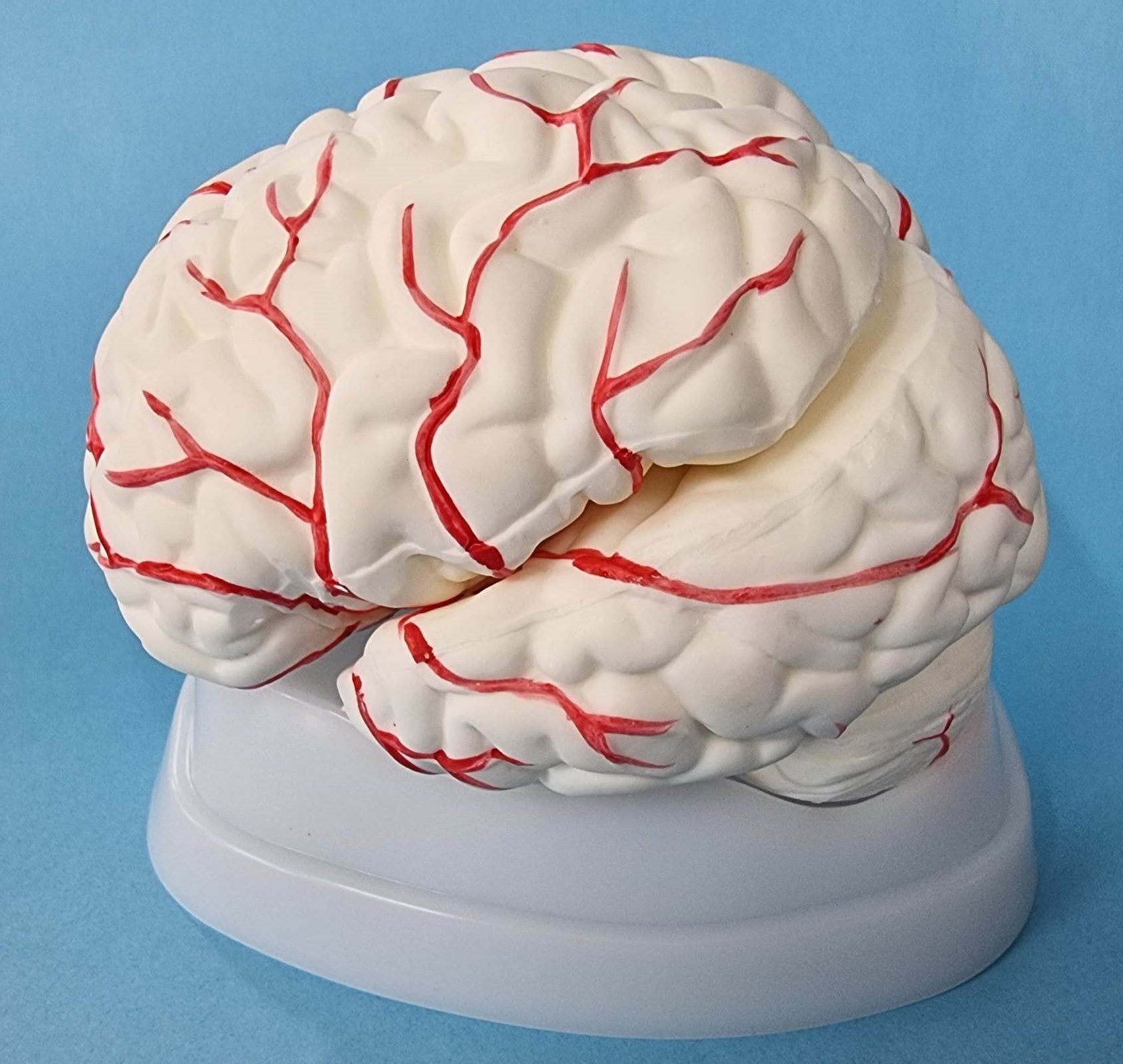 Human Brain Model with Arteries