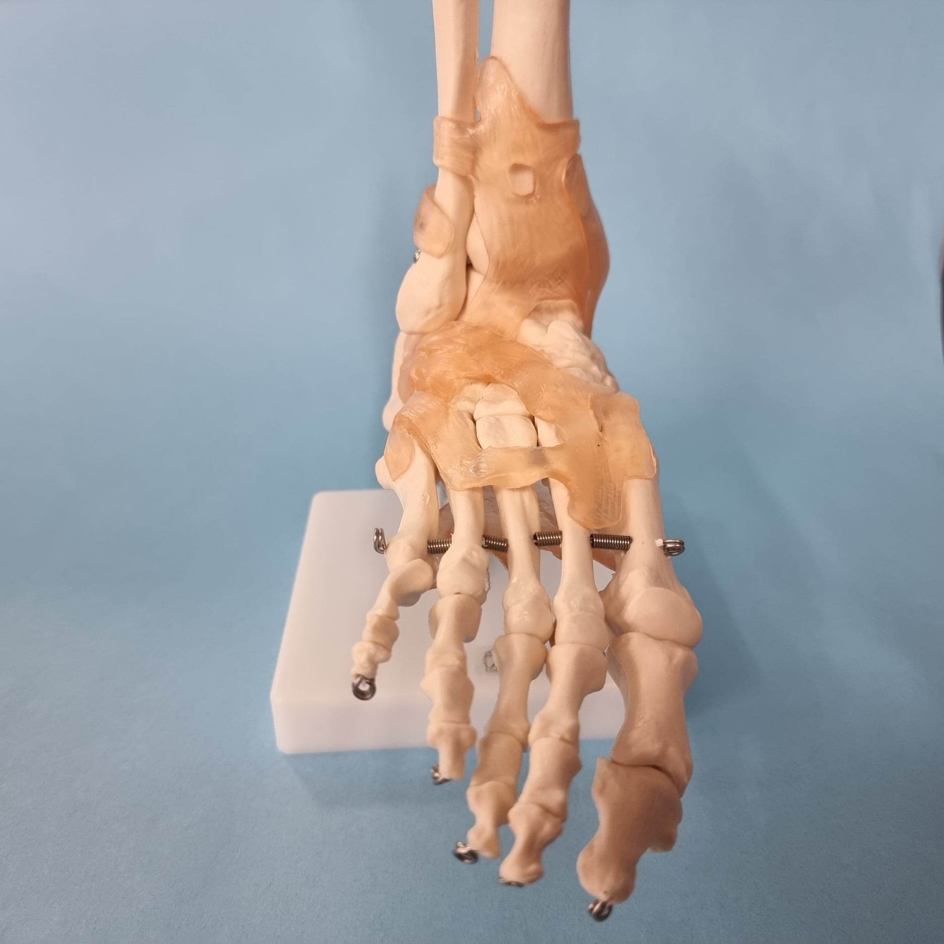 Human Foot Anatomy Model