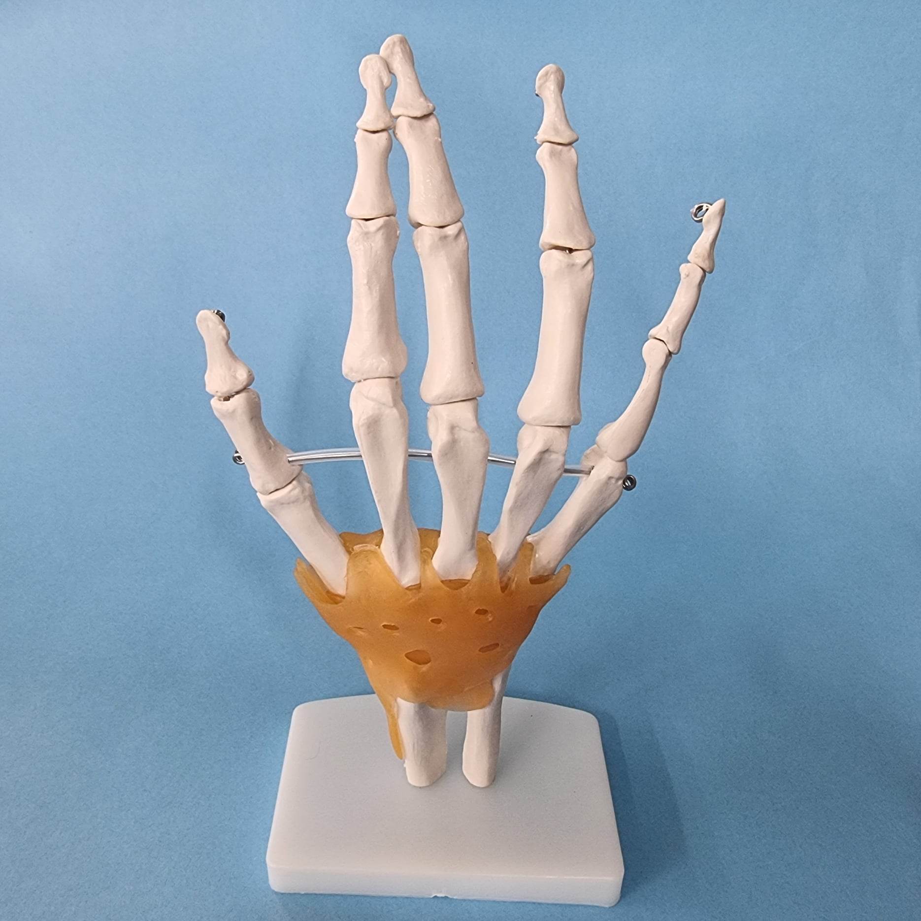 Human Hand Joint Model