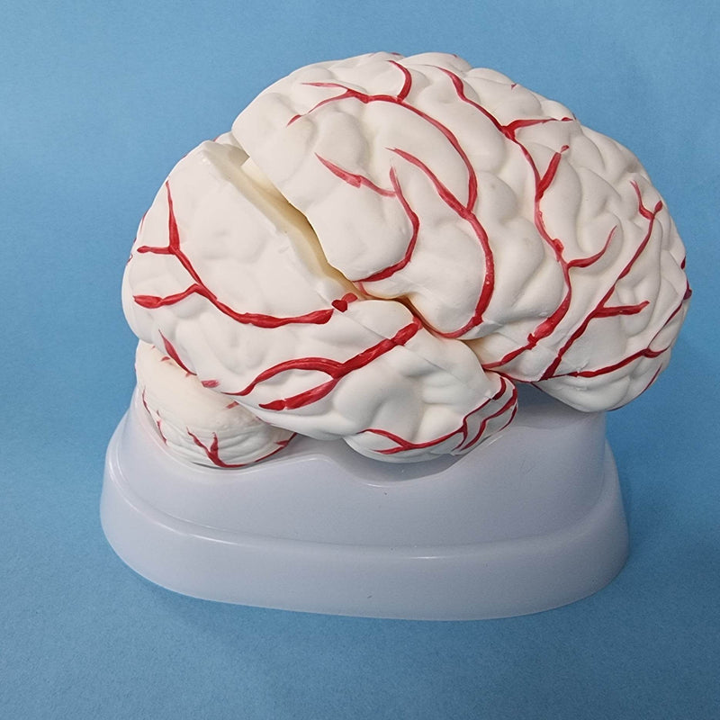 Human Brain Model with Arteries
