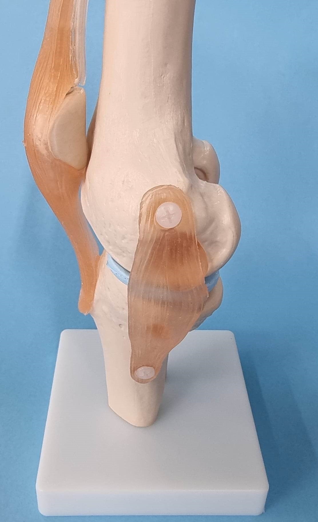 Human Knee Joint Model