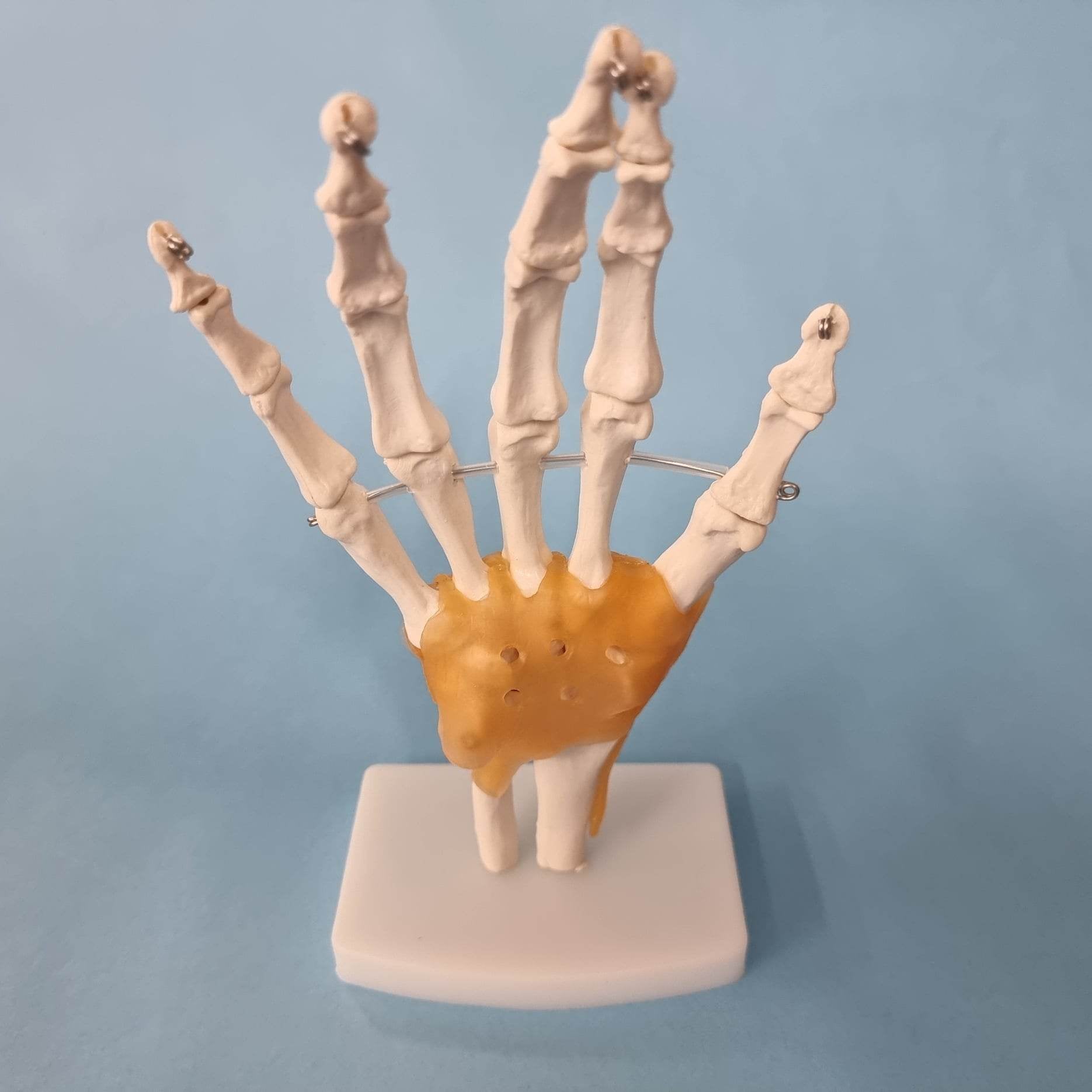 Human Hand Joint Model