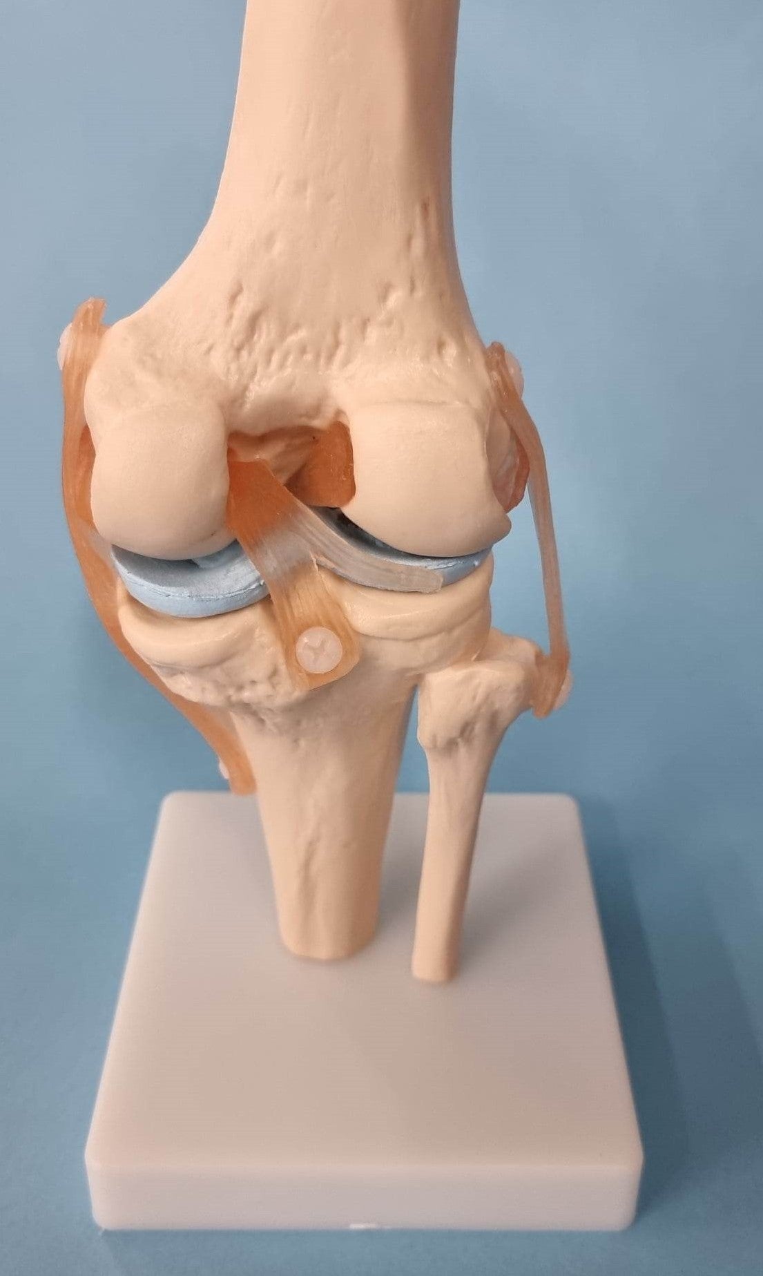 Human Knee Joint Model