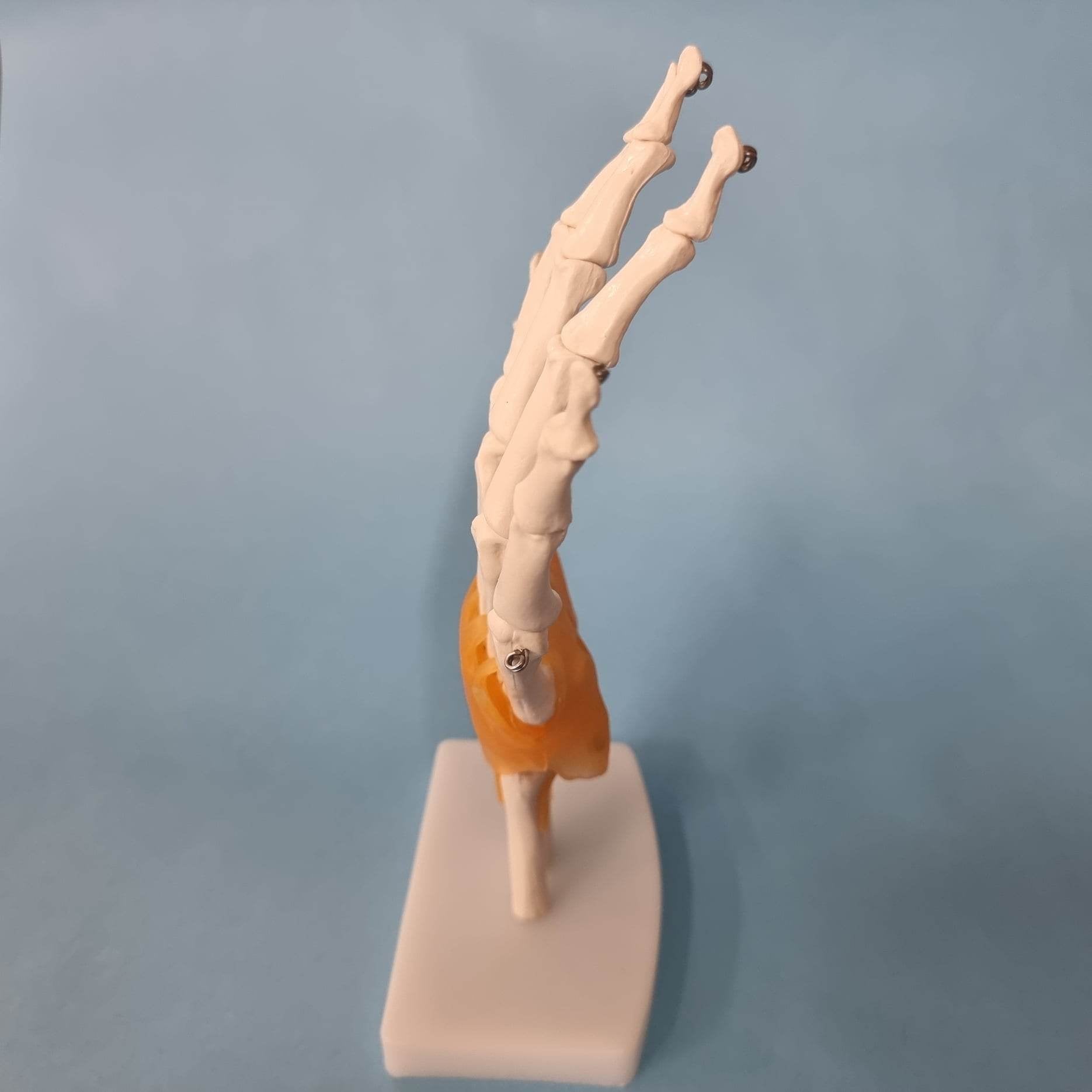 Human Hand Joint Model