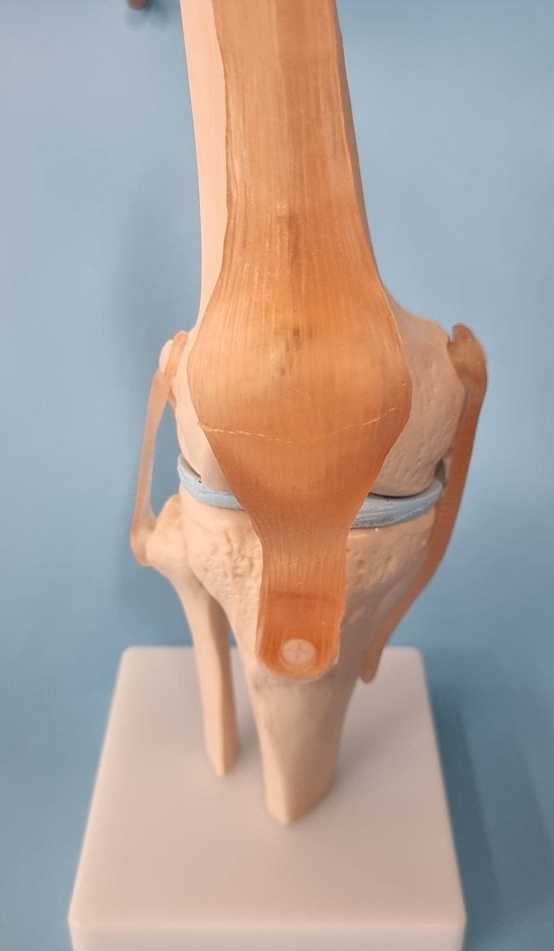 Human Knee Joint Model