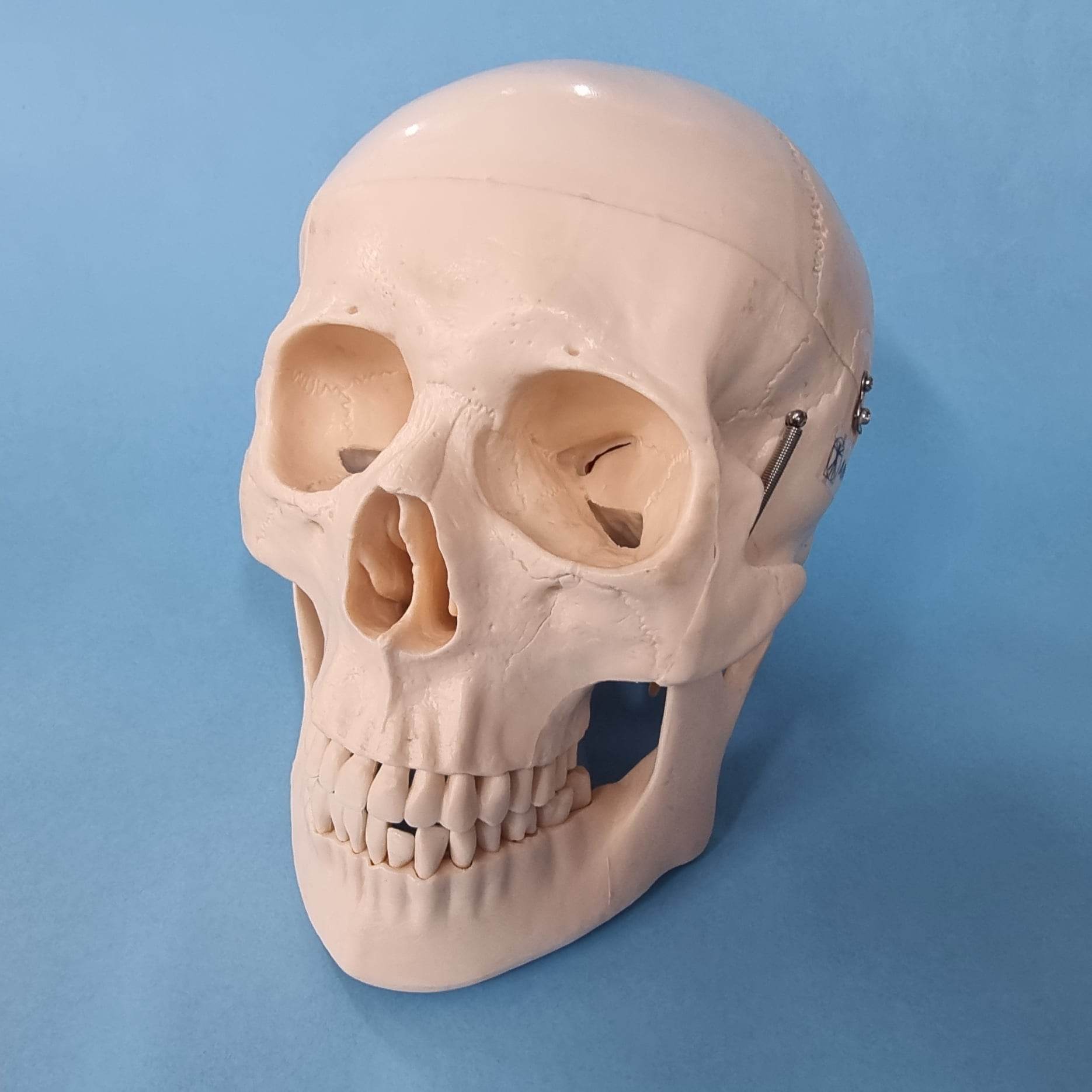 Deluxe Human Skull Model