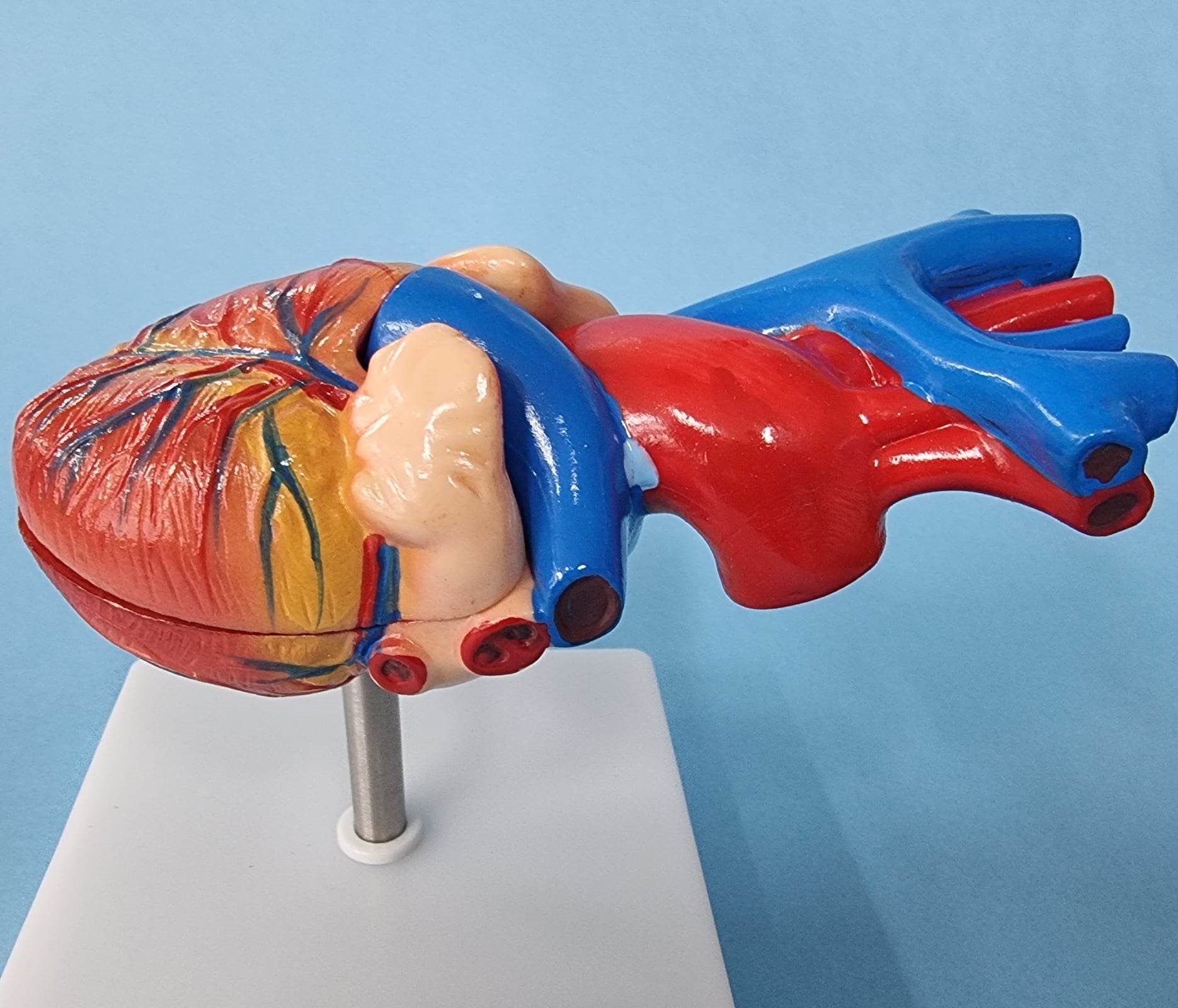 Human Heart Model