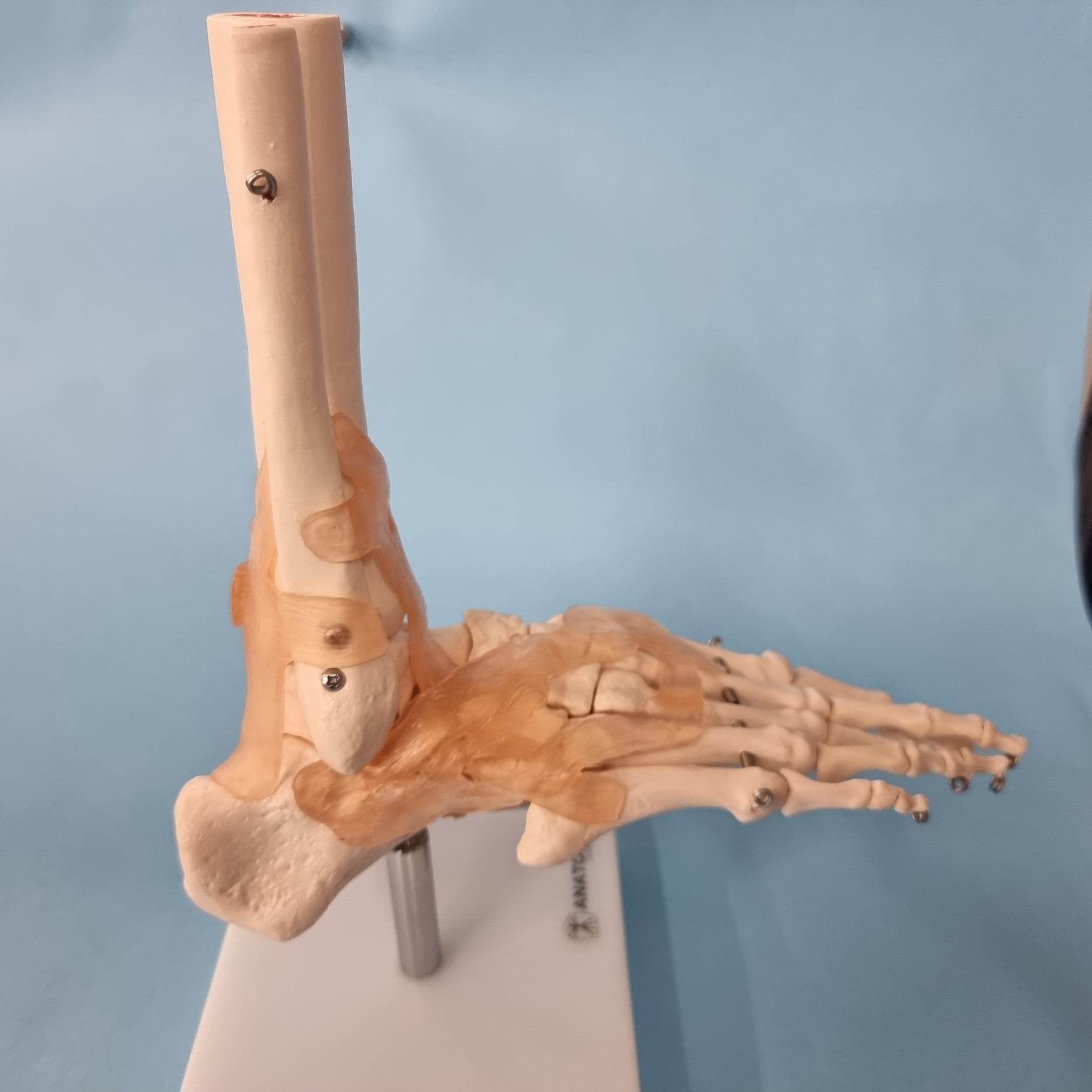 Human Foot Anatomy Model