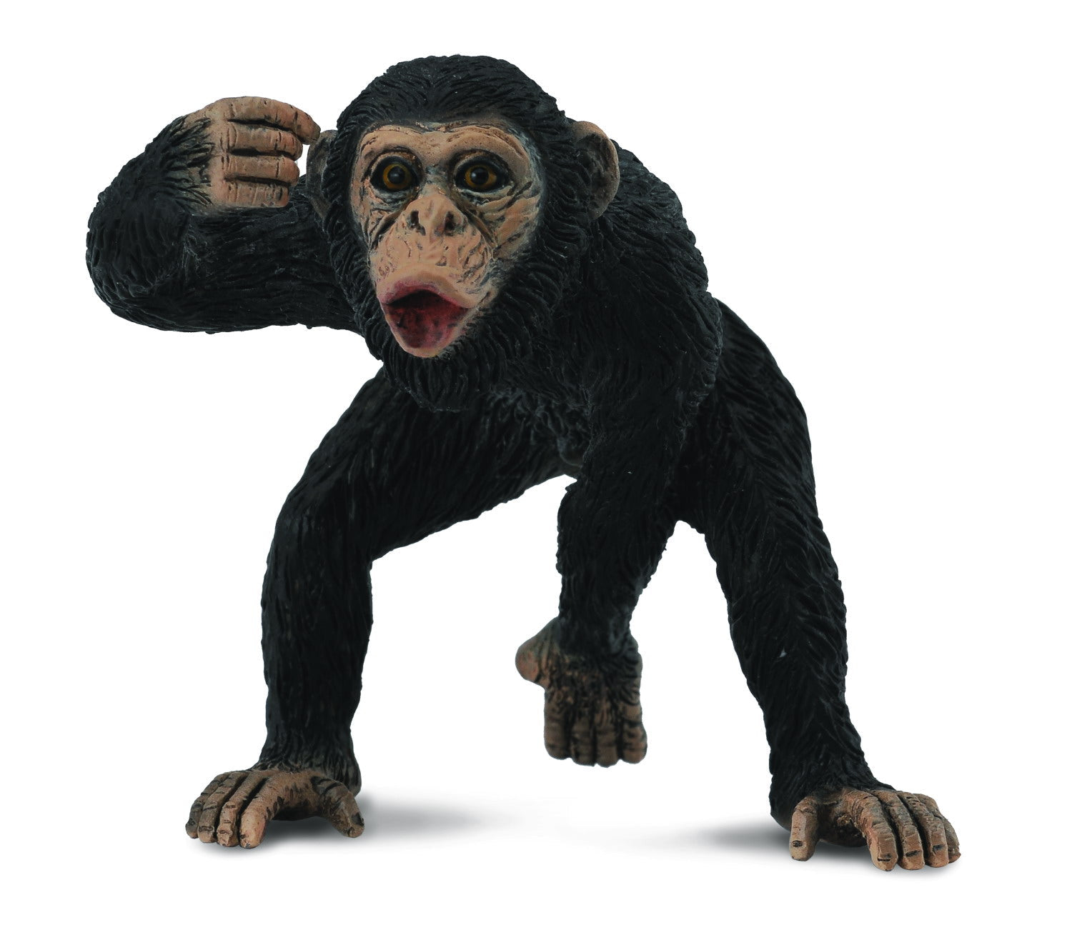 Chimpanzee Male