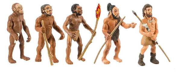 Evolution Of Man Models