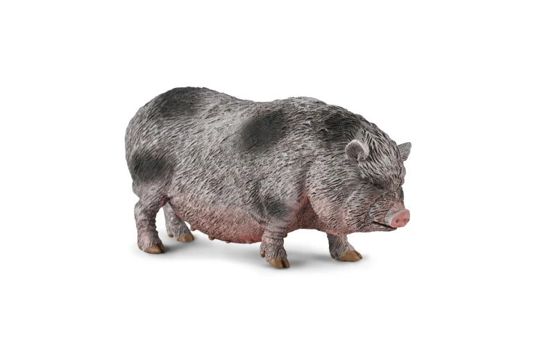Pot-Bellied Pig