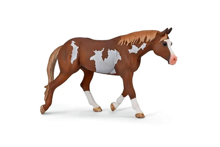 American paint Horse Stallion - Chestnut Overo