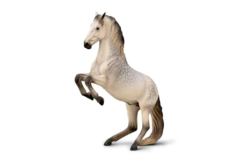 Lipizzaner Stallion - Dapple Grey