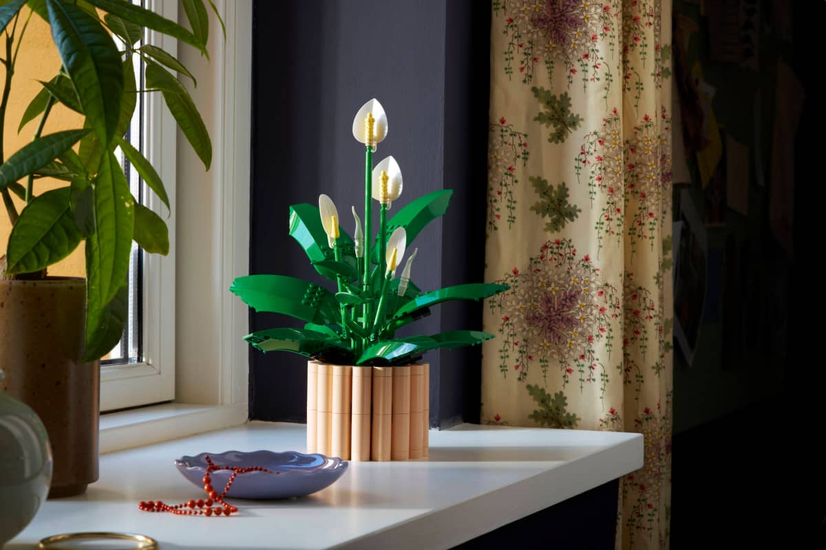 11504 Peace Lily