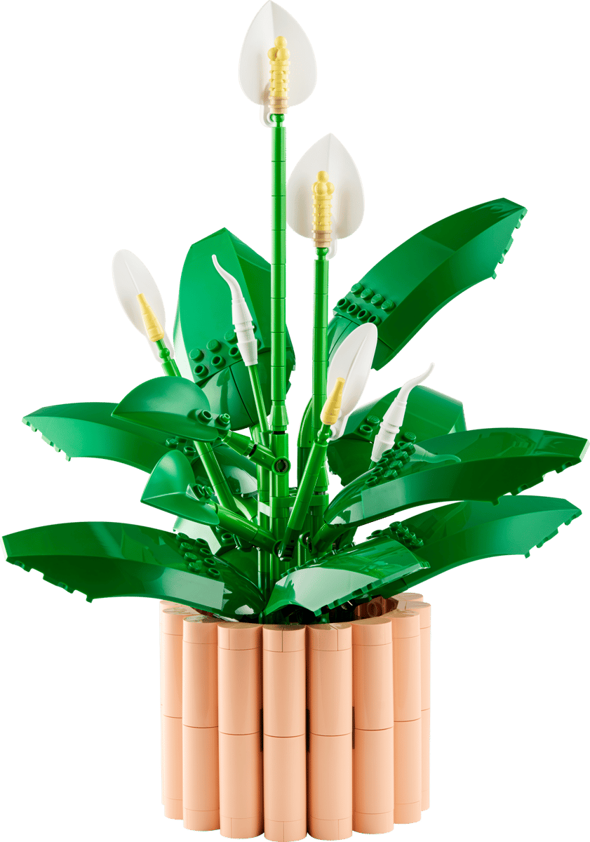 11504 Peace Lily