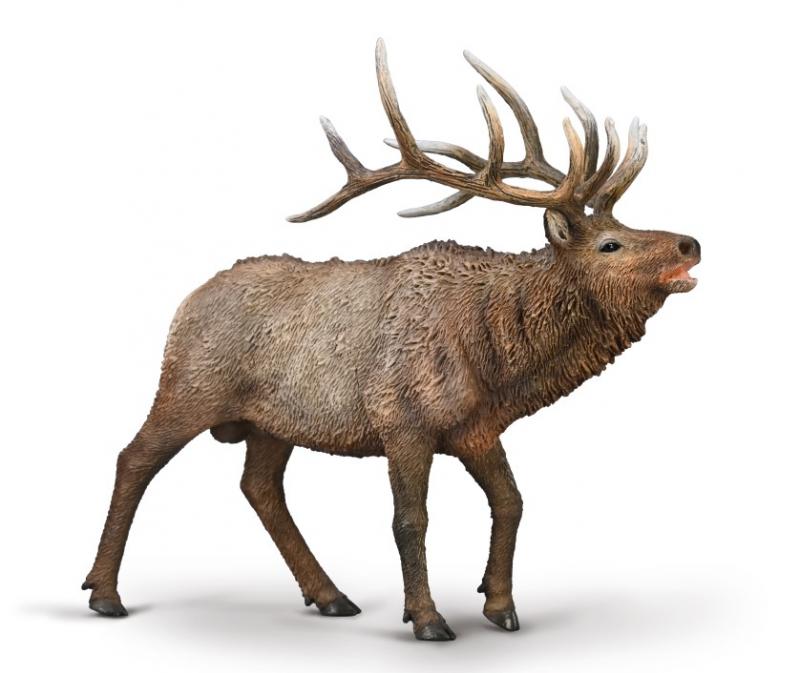 Wapiti Elk