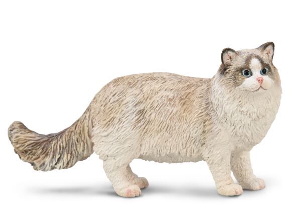Ragdoll