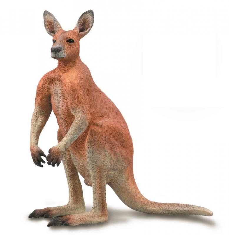 Red Kangaroo Male