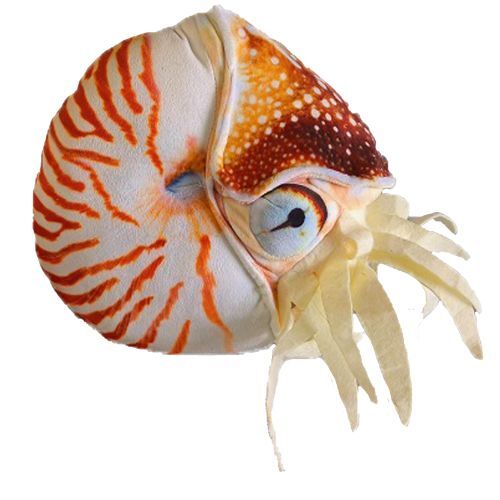 Plush Nautilus