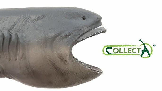 Megamouth Shark