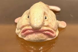 Blobfish