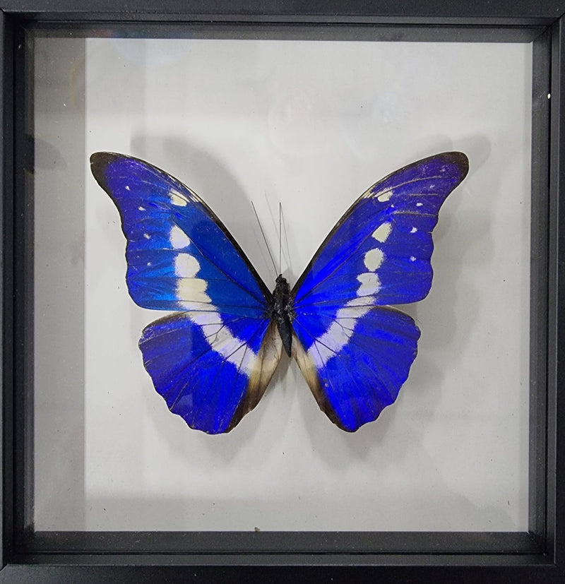 Framed Butterfly - Morpho cypris