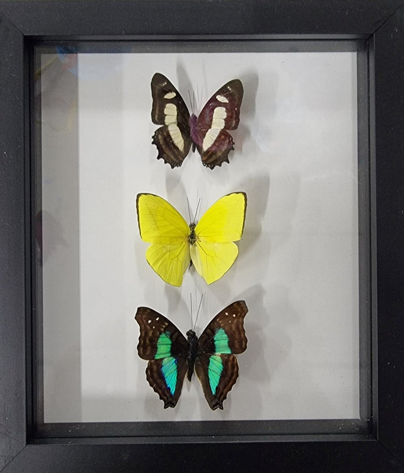 Framed Butterflies (3)