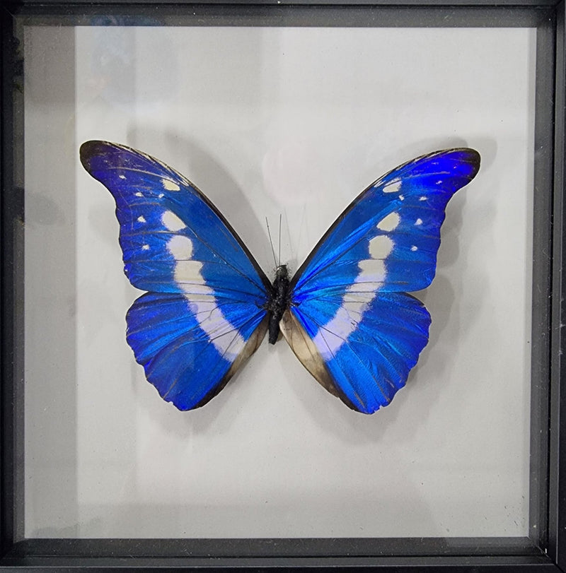 Framed Butterfly - Morpho cypris