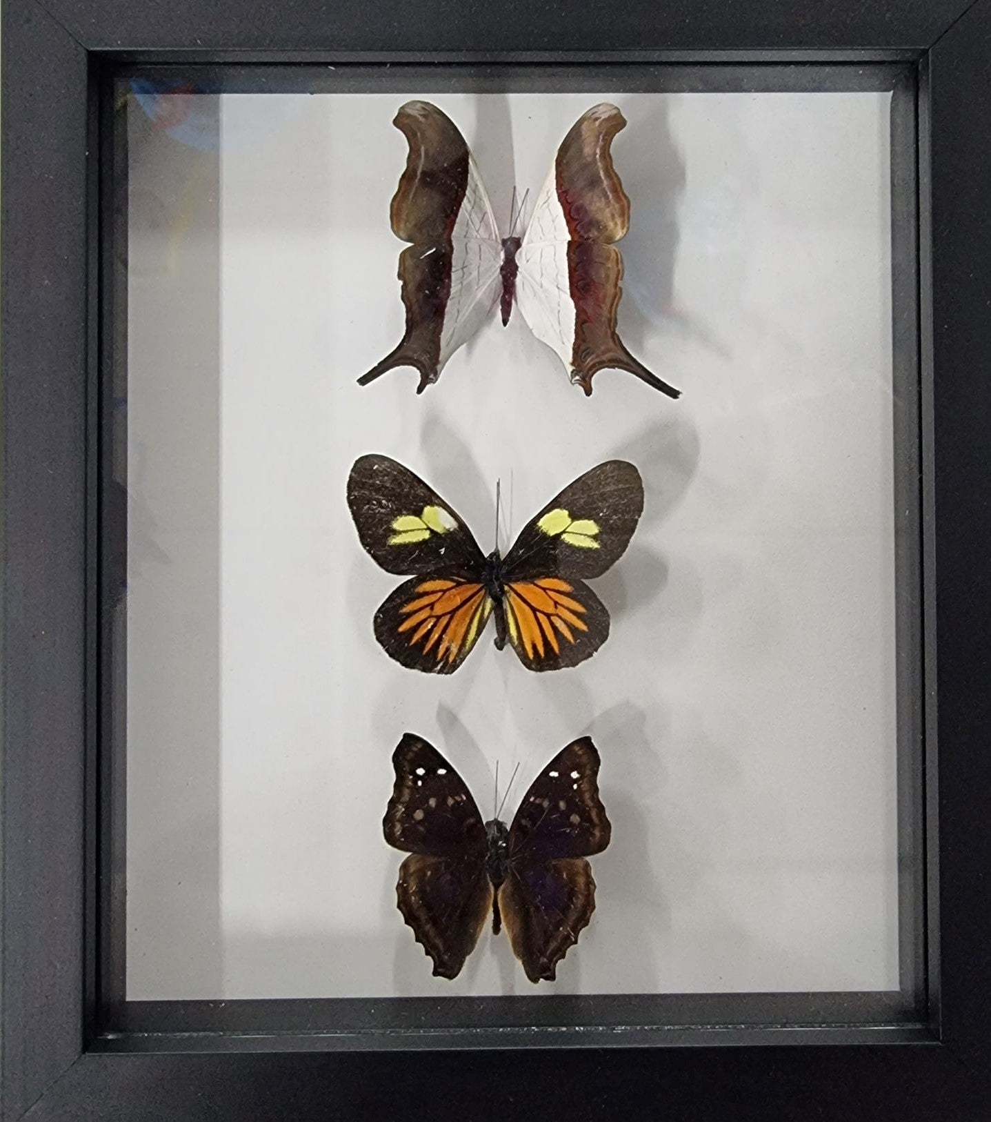 Framed Butterfies (3)