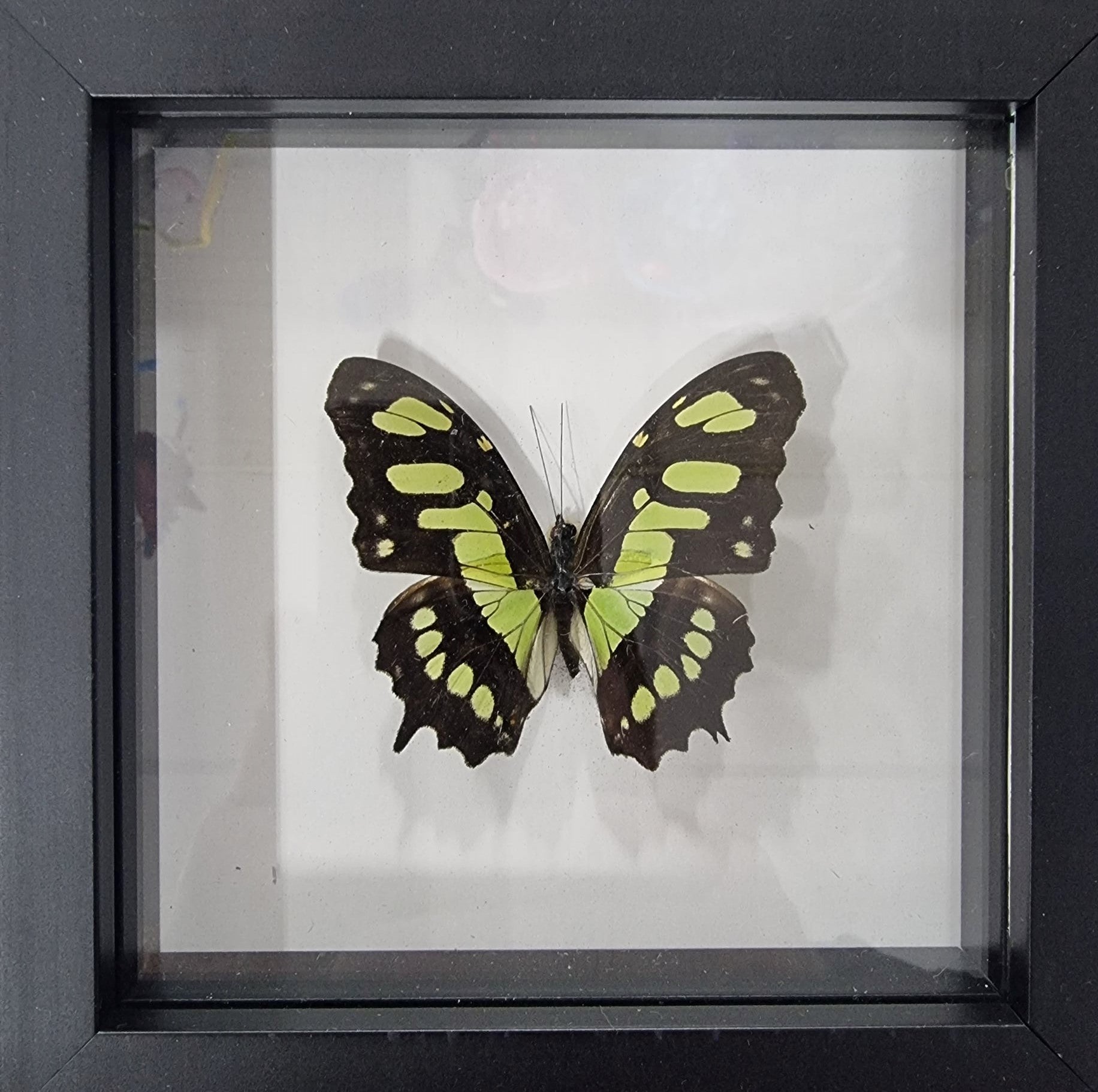 Framed Butterfly - Siproeta stelenes