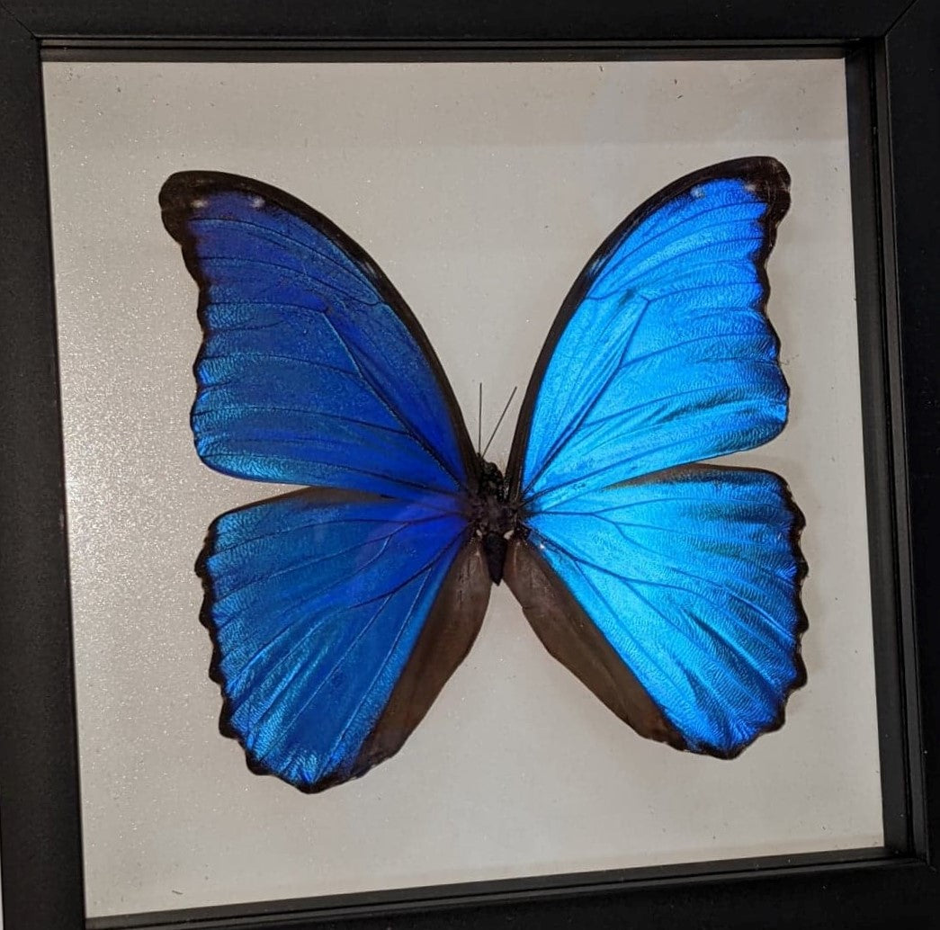 Framed Butterfly - Morpho anaxibia