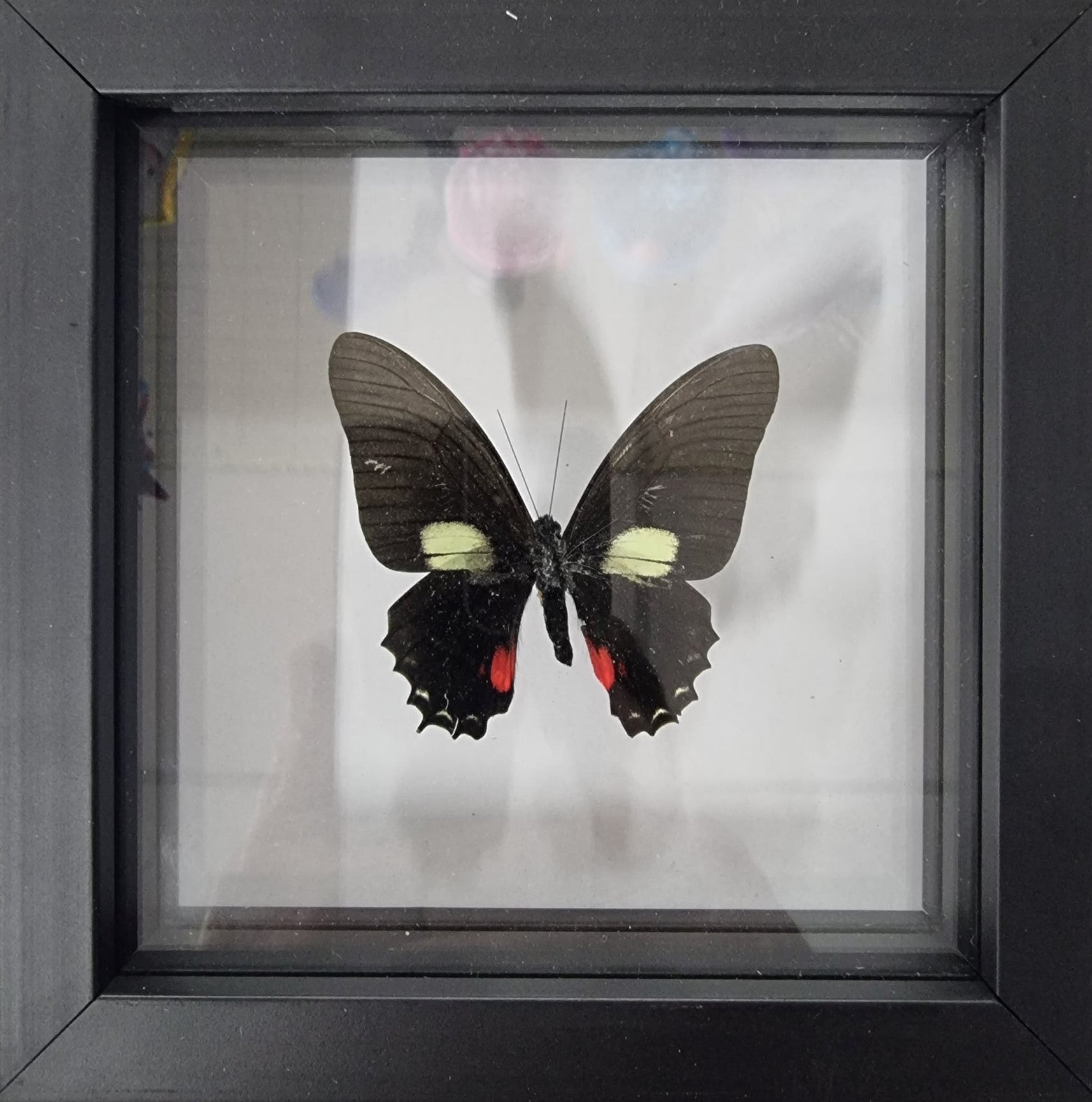 Framed Butterfly - Mimoides Xynias