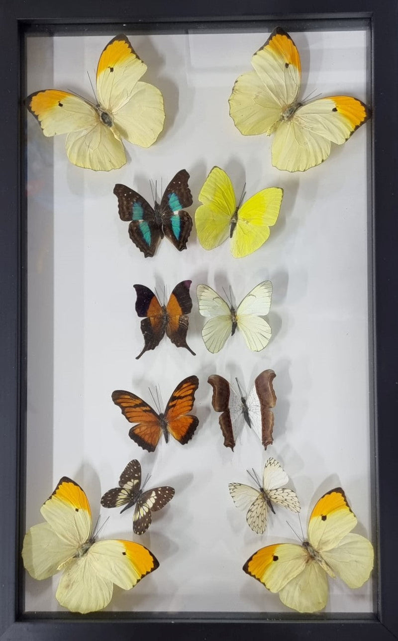 Framed Butterfies (12)
