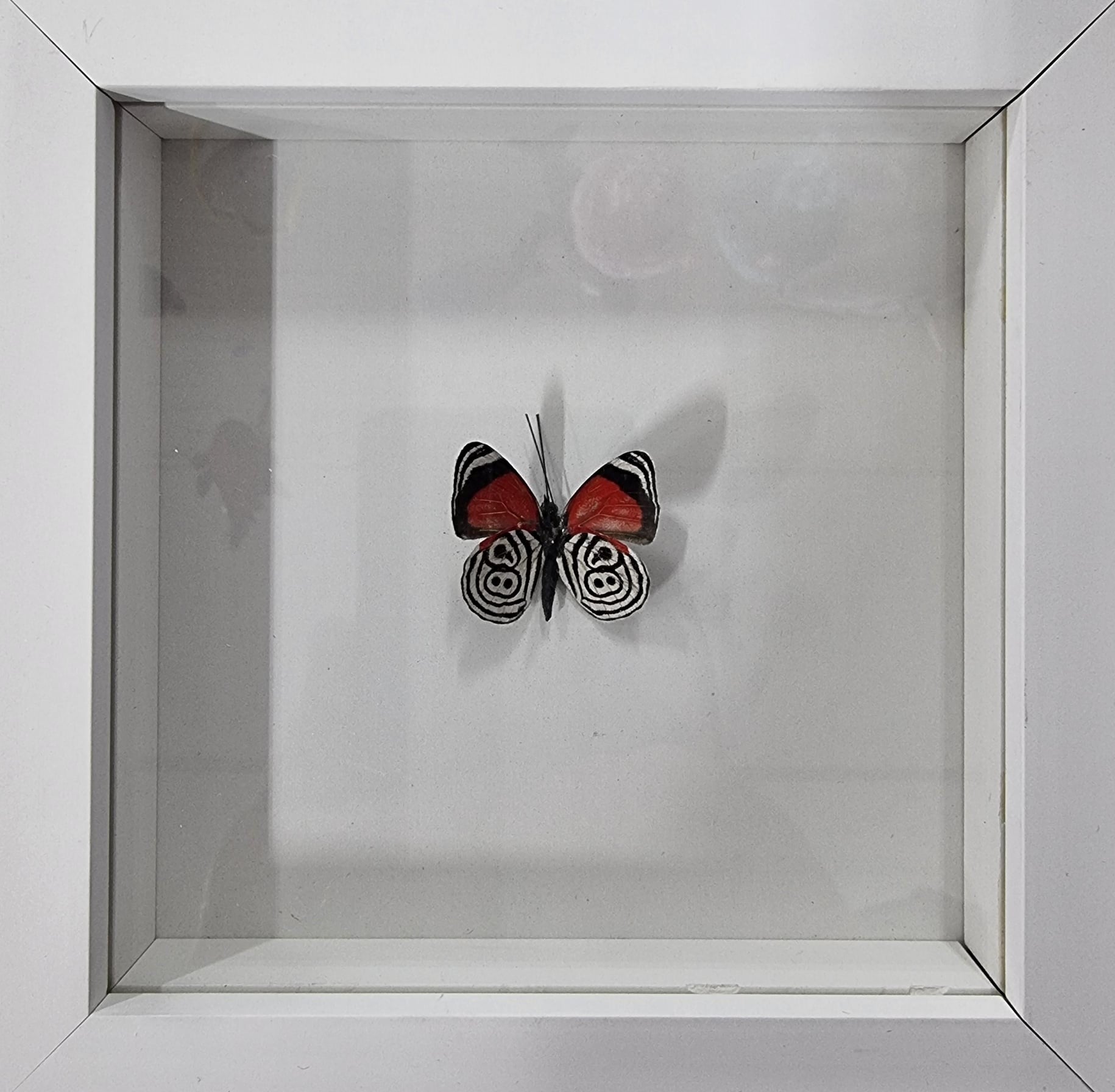 Framed Butterfly - Diaethria anna