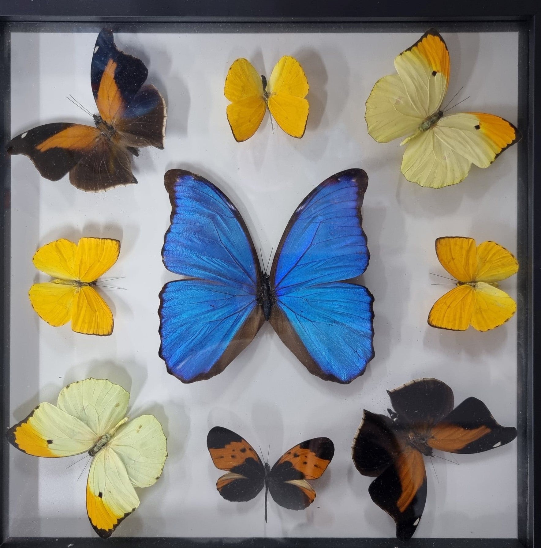 Framed Butterfly - Multiple (9)