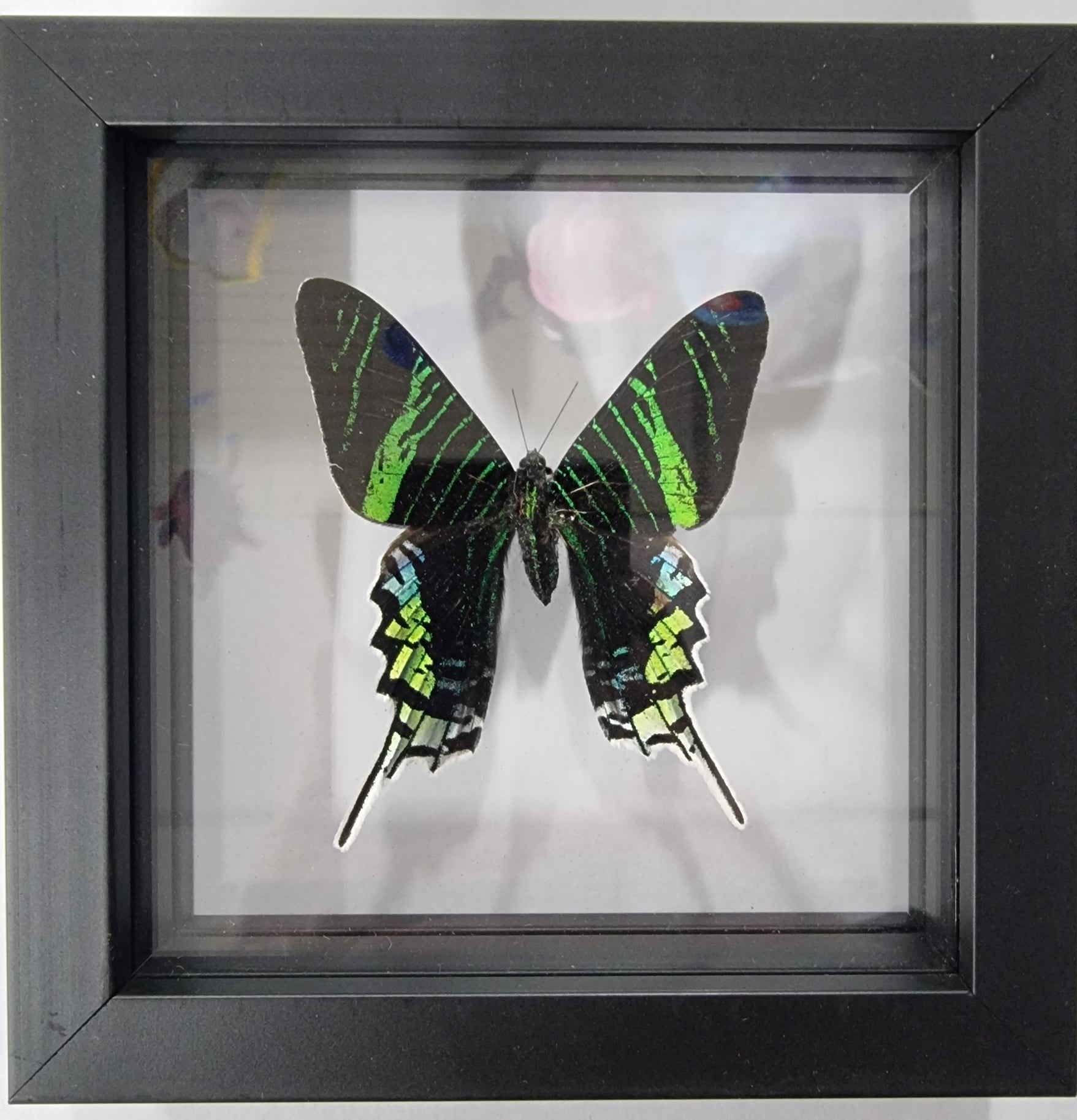 Framed Butterfly - Urania leilus black frame