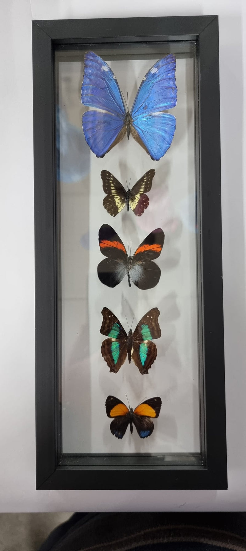 Framed Butterflies (5)