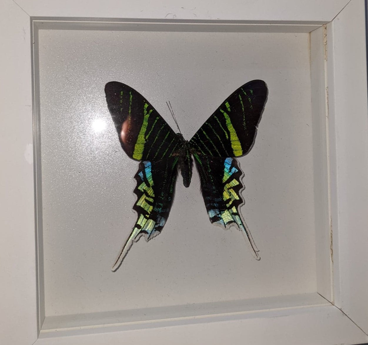 Framed Butterfly - Urania leilus white frame