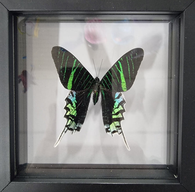 Framed Butterfly - Urania leilus black frame
