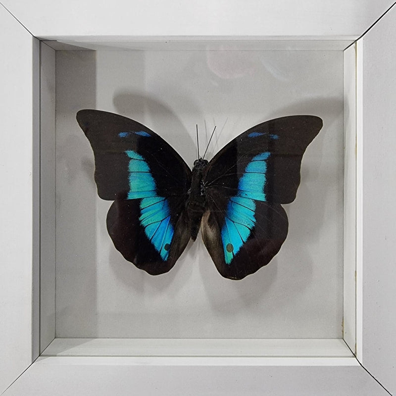Framed Butterfly - Prepona laertes